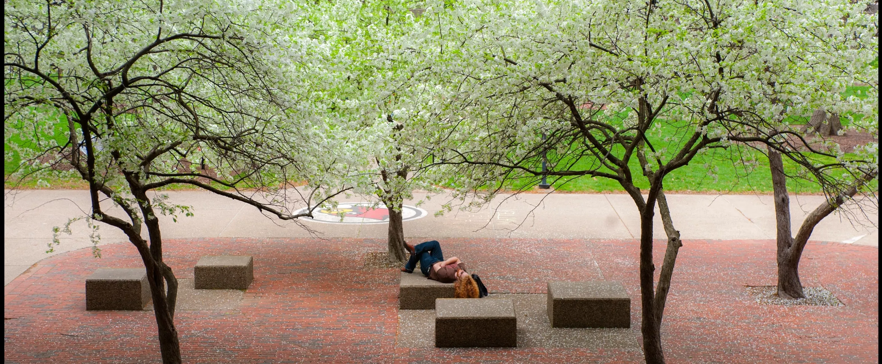 Student resting with many blooming trees in the Quad
