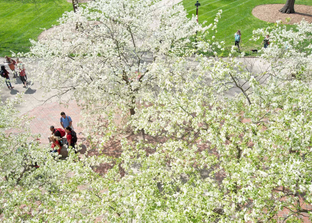 Overhead shot of students sitting outside on a spring day surrounded by blooming trees